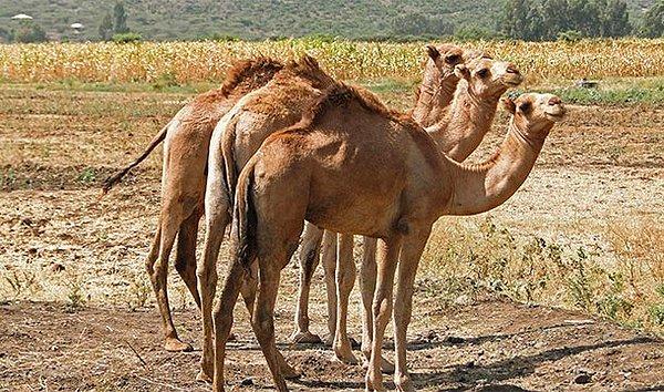 7. Suudi Arabistan, develeri Avustralya'dan ithal etmiştir