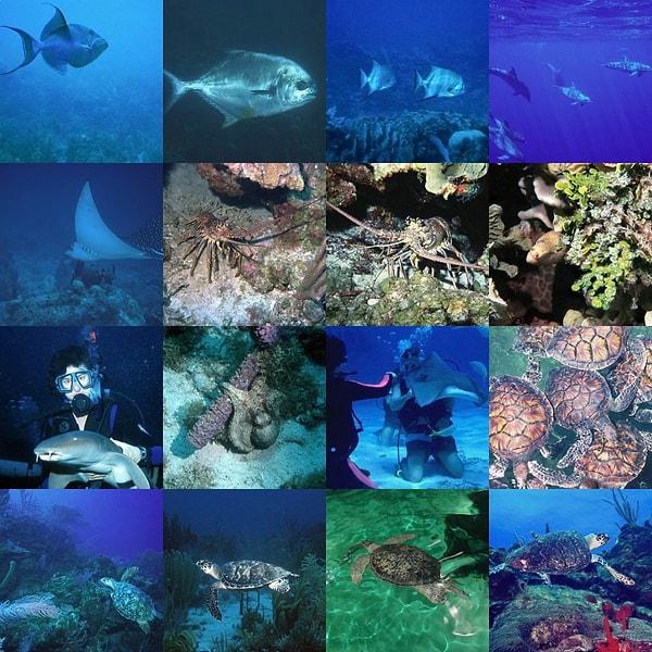 23. Okyanuslarda ortalama 1.000.000 adet tür yaşadığı düşünülmektedir.