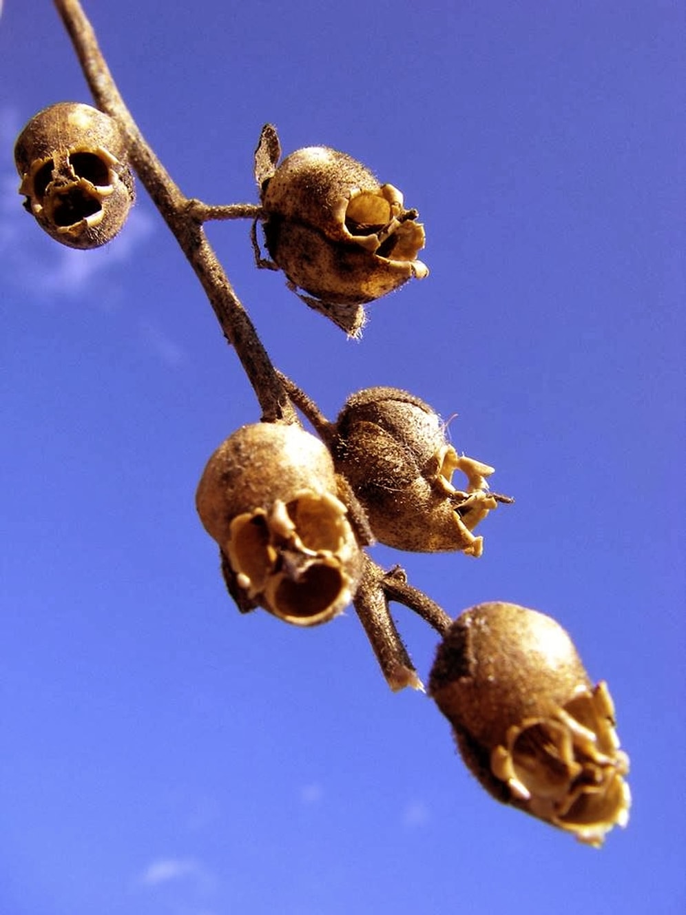 Kurukafaya Benzeyen İlginç Bir Çiçek : Antirrhinum ¸ Dragon Skull