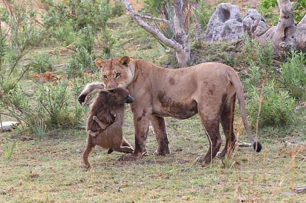 1. Cesur bir babun açıklığı geçmek için koşmaya başladı ve ne yazık ki aslan onu yakaladı. Fotoğrafçı, babun can verirken kucağında ona sarılan bir yavrunun olduğunu fark etti.