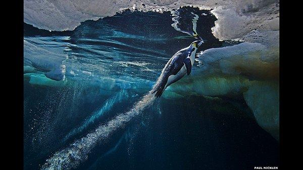 Buz kütlesinden hızla çıkmaya çalışan bu imparator pengueni, kutupların deneyimli fotoğrafçısı Paul Nicklen çekmiş. Cox, "Penguenin bu kadar hızlı hareket etmesinin sebebi, buzulun kıyısında bir leopar fokunun pusuda bekliyor olma ihtimali" diyor.