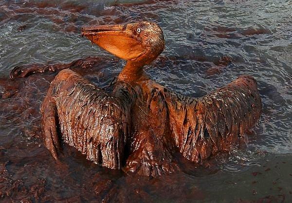 22. Bir pelikan Basra Körfez'inde petrol sızıntısına kurban gitmiş. (2010)