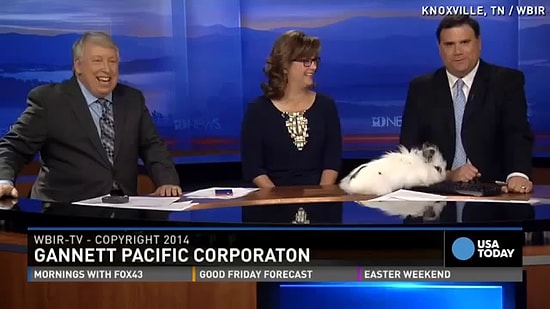 Paskalya Tavşanları Canlı Yayında Çiftleşmeye Kalkarsa