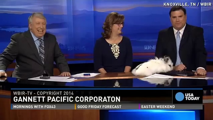 Paskalya Tavşanları Canlı Yayında Çiftleşmeye Kalkarsa