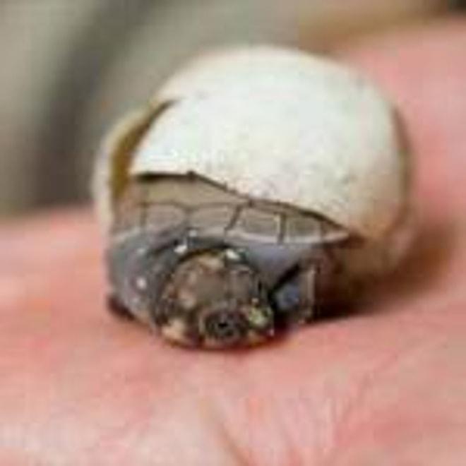 Bir Kaplumbağanın Sezaryen İle Yaptığı Doğuma İnanamayacaksınız