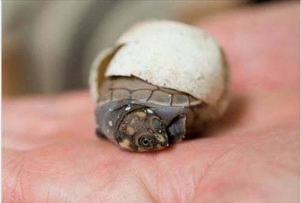 Nadir bulunan ve sayıları hızla azalan Amazon nehir kaplumbağası, avuç içinde yumurtasından çıktı.