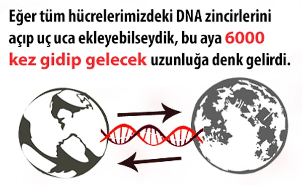 4. DNA'mız tahmin edilebilenden daha uzundur.