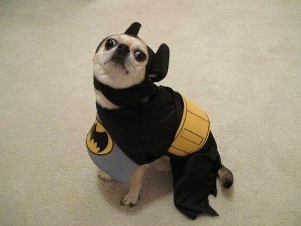 9. Süper kahraman köpek.