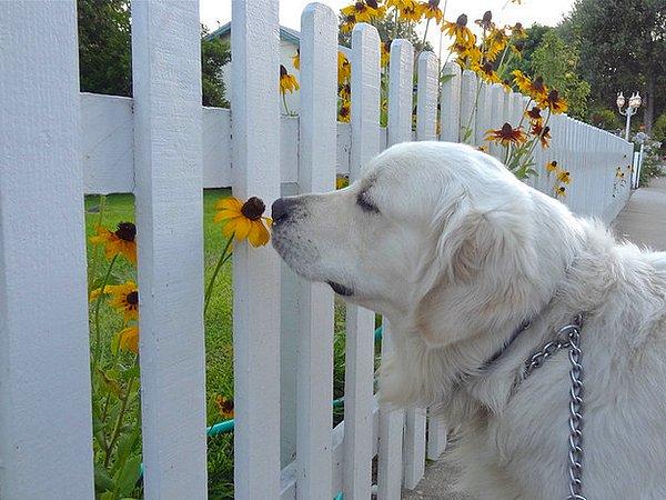 17. Durup çiçek koklayan, doğayı tadan köpek.