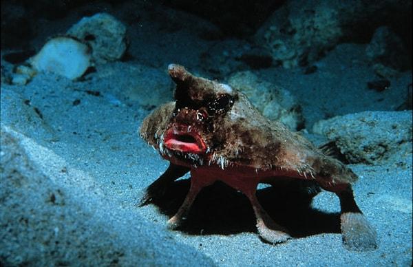 16. Kırmızı Dudaklı Yarasa Balığı