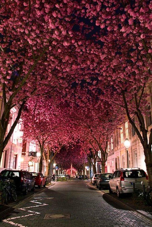 7. Sakura Ağaçlarıyla kaplı bu sokak Almanya, Bonn'dan