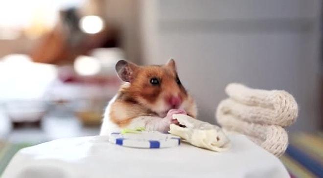 Dürümü Adeta Bir Urfalı Gibi Yiyen Hamster