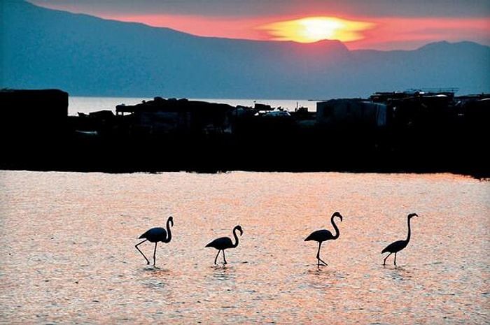 Kamudan 'Satılık Doğa'