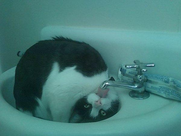 Su içmeyi yeniden tanımlayan kedi