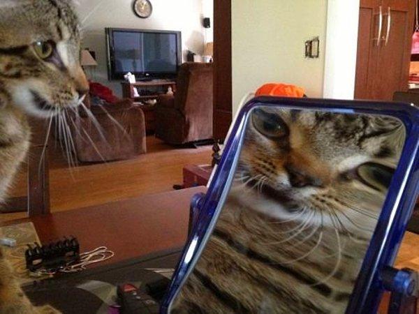 Aynadan kendini izleyen kedi