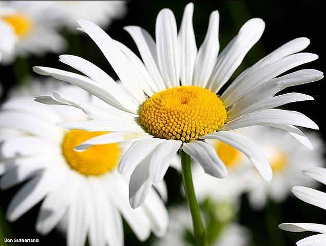 2. Only daisies tell you if he/she “loves you, or loves you not.”