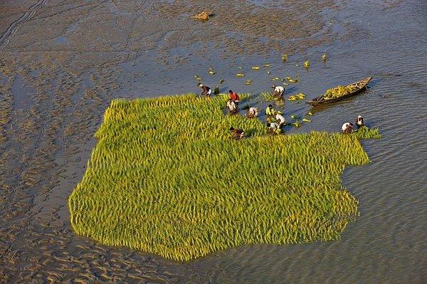 20. Brahmaputra Nehir Yatağında Pirinç Yolan Çiftçiler, Bangladeş