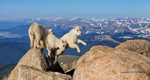 43. 4267 metre yükseklikte oyun oynayan keçi yavruları.