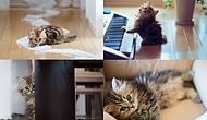Kedi Yavrusunun Dünyanın En Şirin Hayvanı Olduğunun 25 Kanıtı