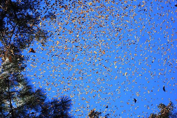 6. Kral kelebeği göçü: Yıl boyunca Kuzey Amerika, Meksika ve Kanada arasında sürekli göç halindelerdir.