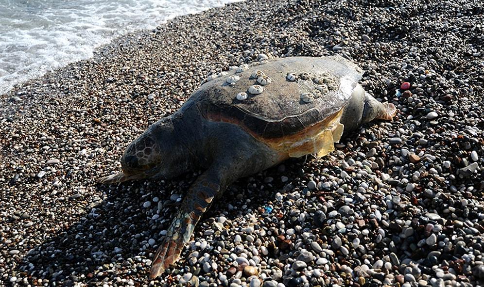 Mersin'de 12 Deniz Kaplumbağası Ölü Bulundu