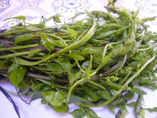 28. Silcan