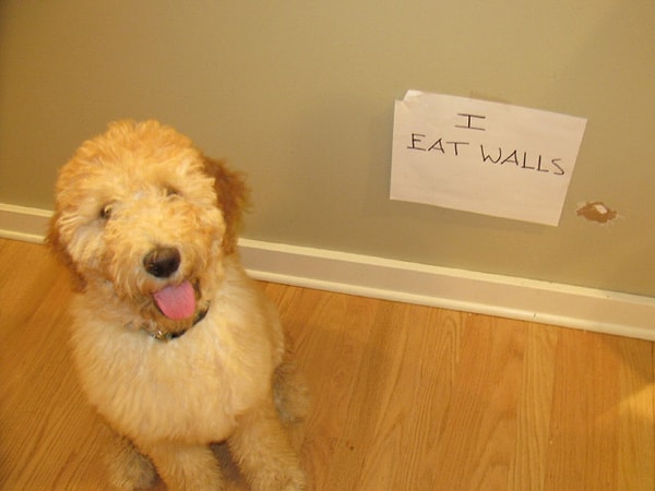 9. "Я ем стены."