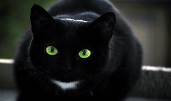 3. Evinizin önünden kara kedi geçmesi