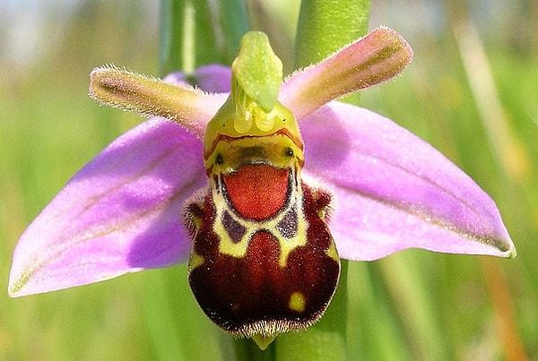 6. Yabanarısı Orkidesi (Ophrys bomybliflora)