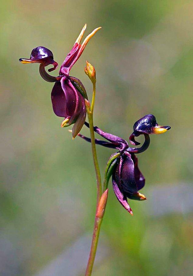 10. Uçan ördek şeklinde Orkide (Caleana Major)