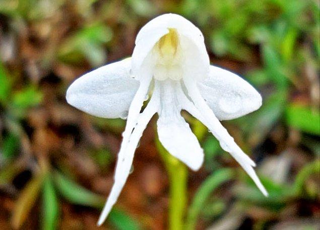 13. Melek Orkide (Habenaria Grandi Floriformis)