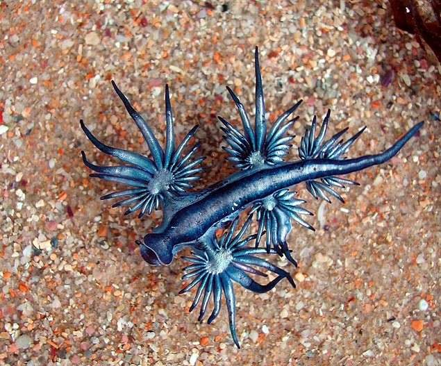 6. Glaucus Atlanticus