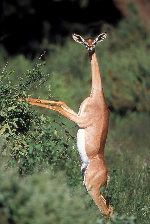 24. Gerenuk