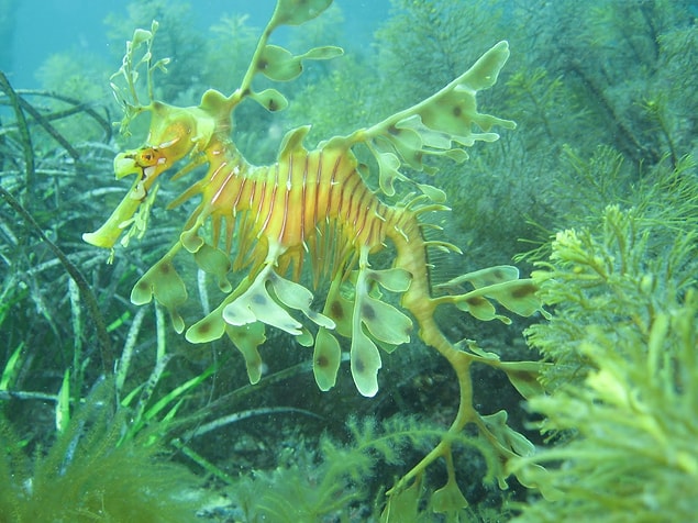 31. Yapraklı Deniz Ejderi