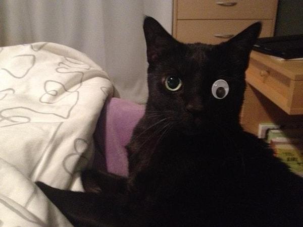 15. Komik sahipleri olan tek gözlü kedi.
