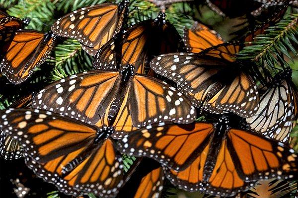 6. El Rosario, Meksika'daki kral kelebekleri