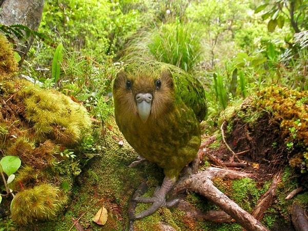 7. Kakapo