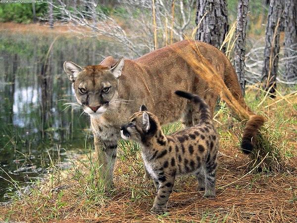 16. Florida Puması