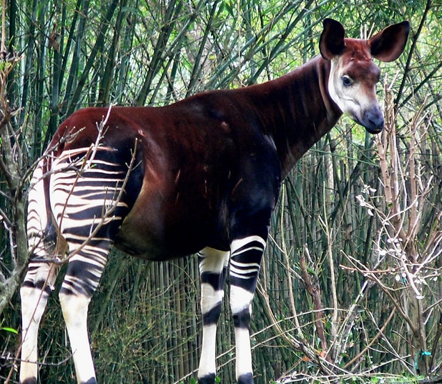 23. Okapi
