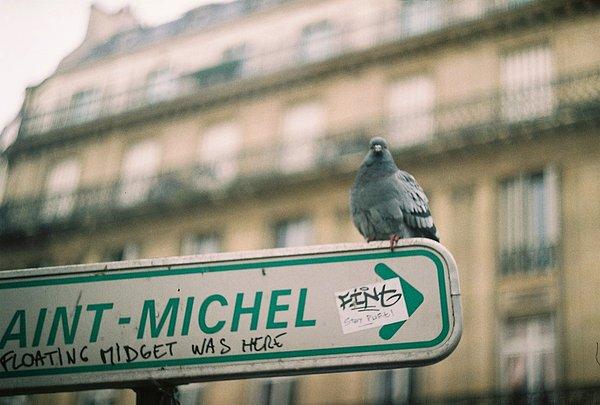 9. St. Michel'in kuşu bile asil