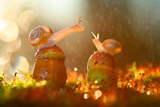 Hayvanlar Aleminin İçerisindeki Ayrıntıları Gösteren 45 Makro Fotoğraf