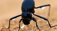 Kuraklığa karşı ilham kaynağı “Stenocara böceği”