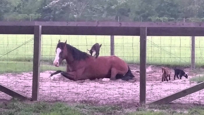 Atı Oyun Parkı Olarak Kullanan Yavru Keçiler