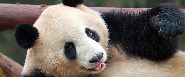 Chengdu’nun Dev Pandaları