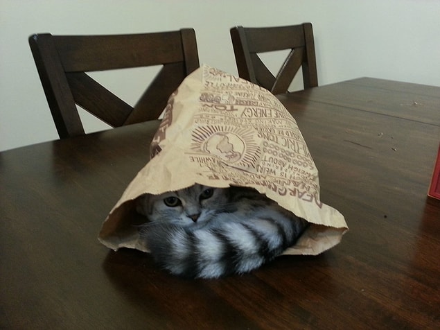 25. Kedi sahipleri felç geçirmeye daha az yatkın.