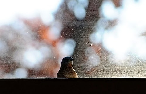 Kuslardan Ilham Alan 22 Siir Dizesi