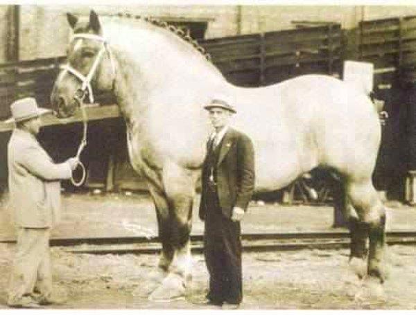 39. Dünyanın en büyük atı, 1928-1948