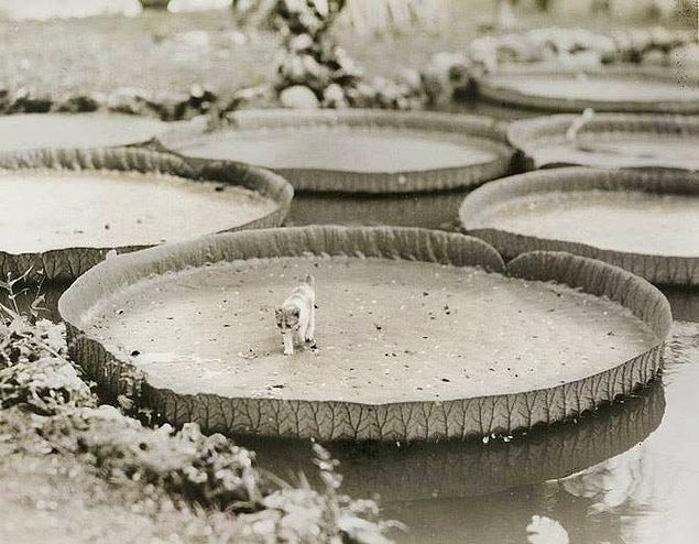 47. 1935 yılında dev su zambağı üzerinde fotoğrafı çekilen kedi