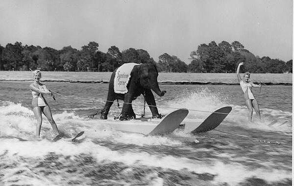 48. Dünyanın tek su kayağı yapan fili, 1950