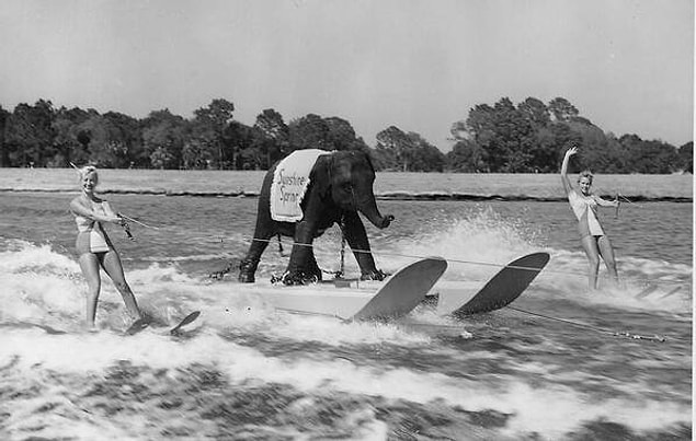 48. Dünyanın tek su kayağı yapan fili, 1950